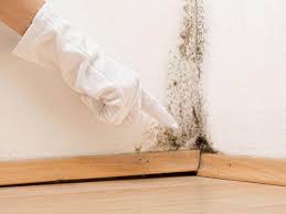 Professional Mold Removal in De Soto, IA